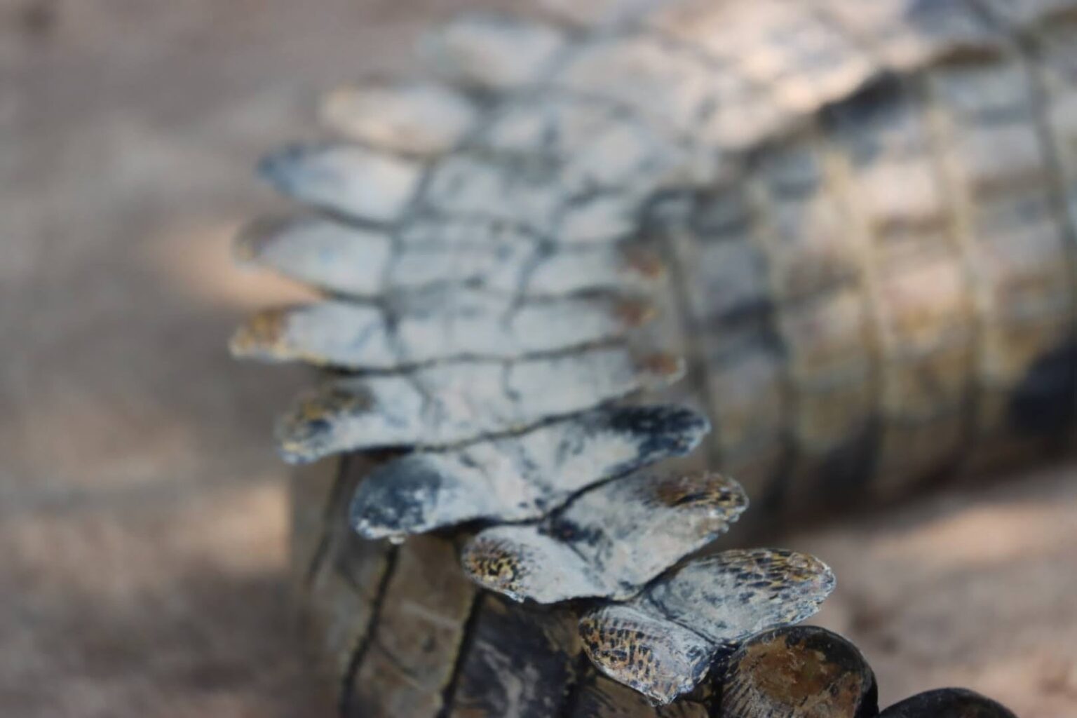 157612190_4483039508378880_8709081594513107070_n