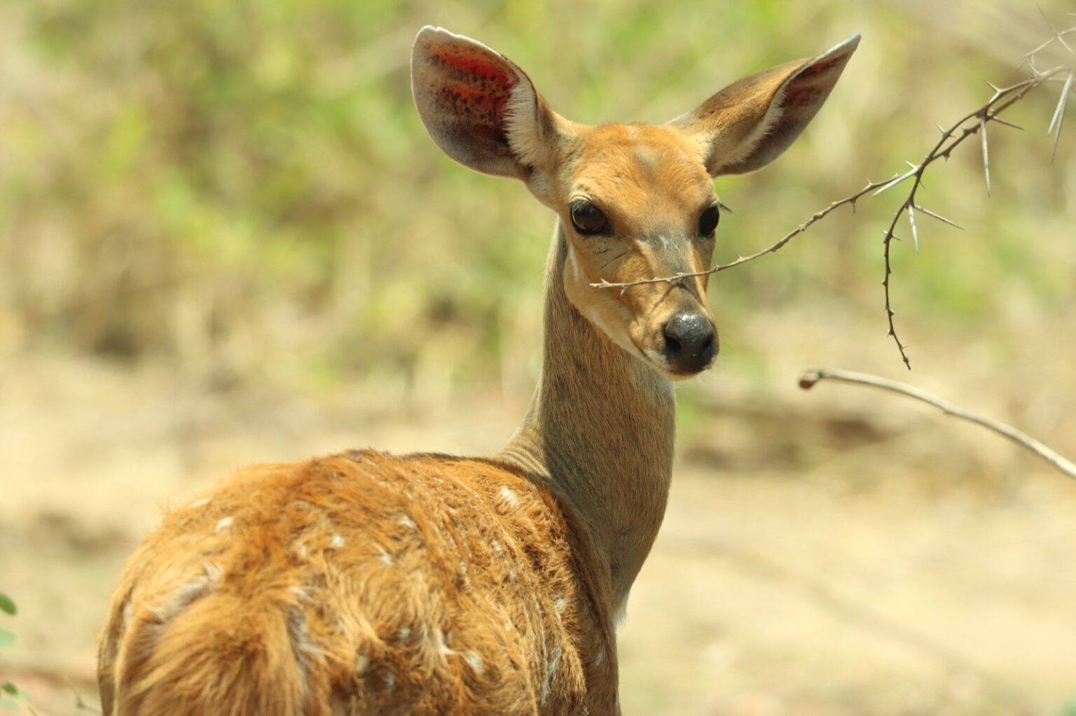 488834720_1238427701620460_8192501136635767704_n