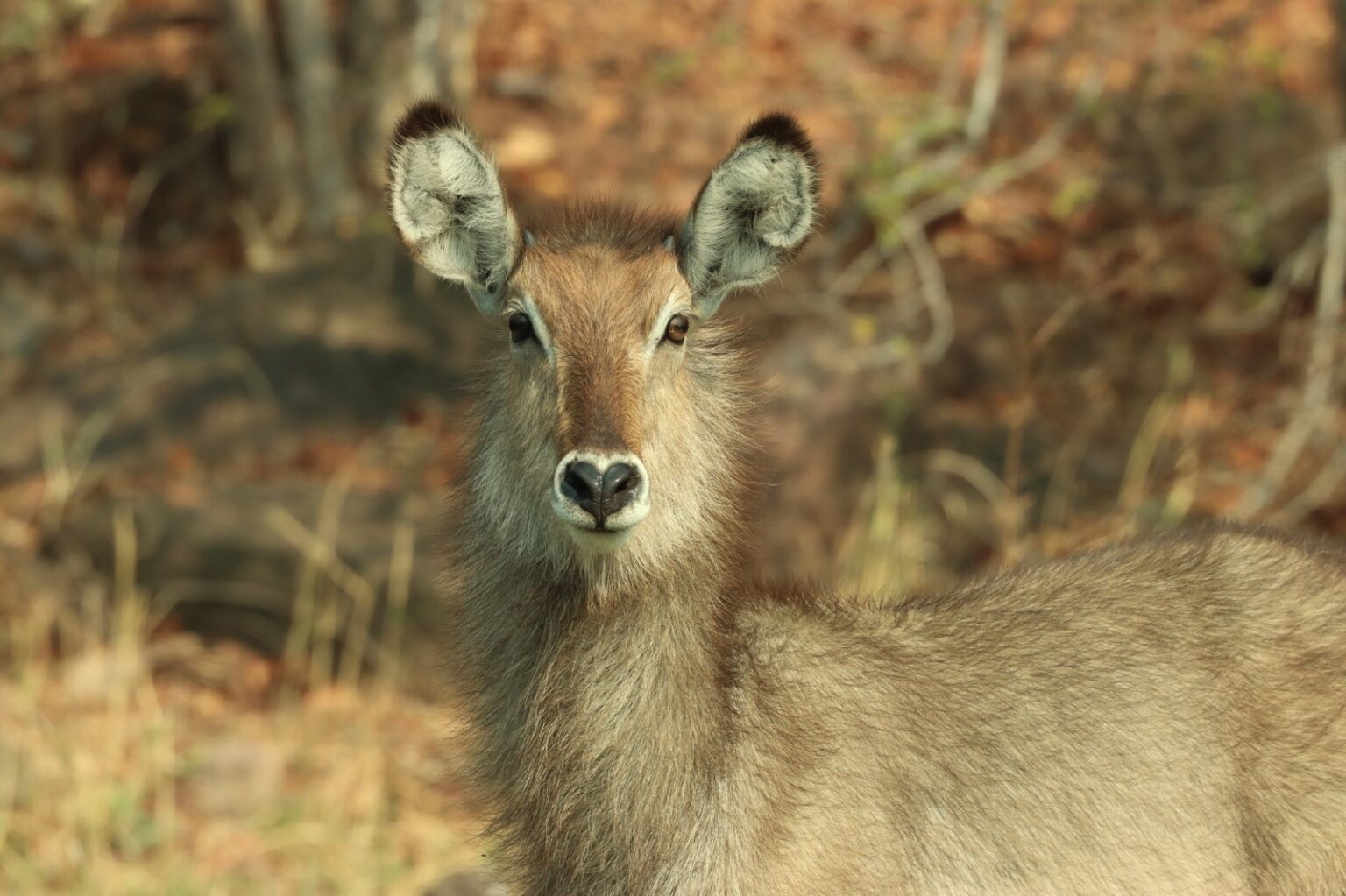 488911428_1238427741620456_1208444709674952356_n