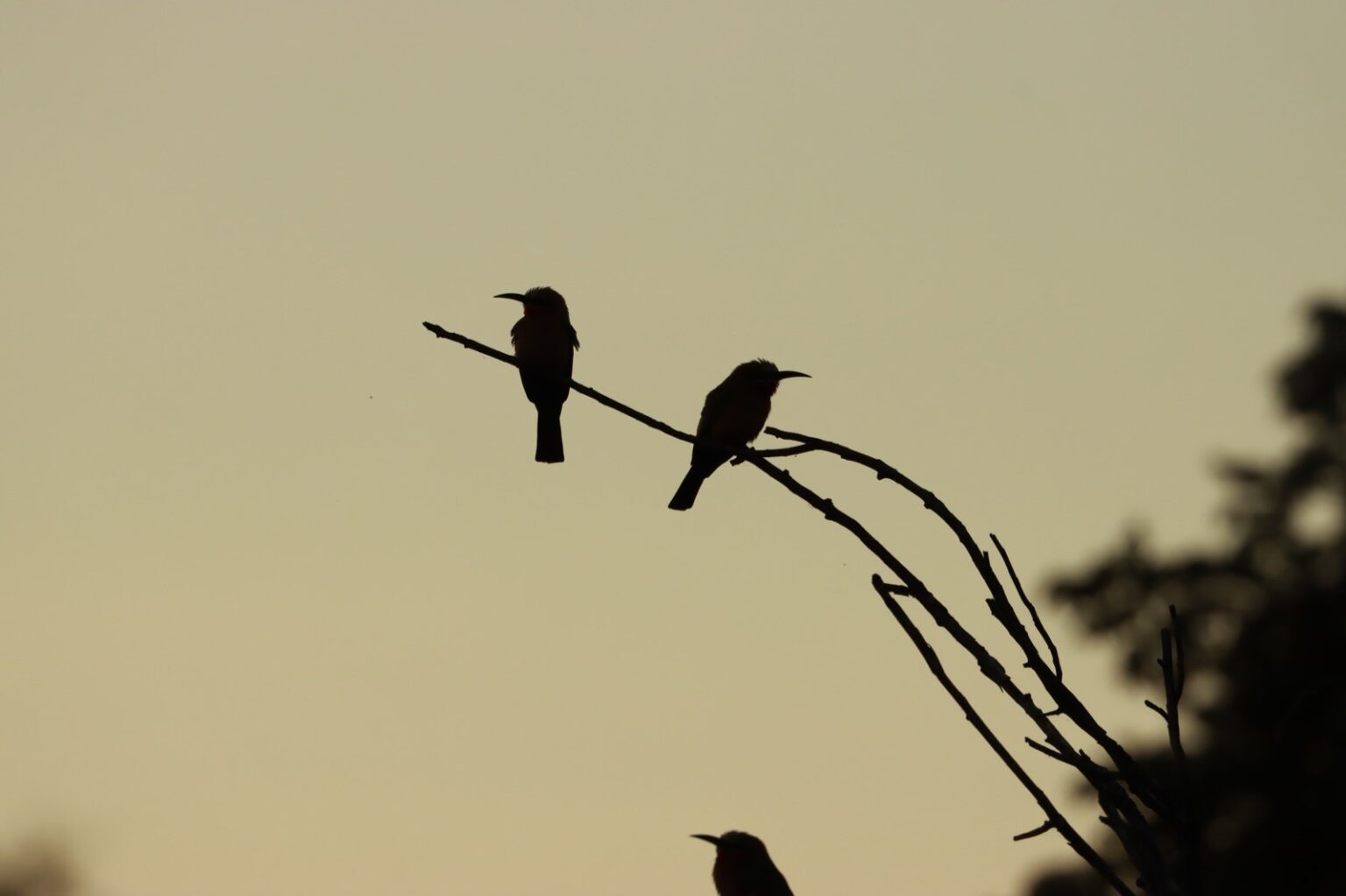 beeeater-2