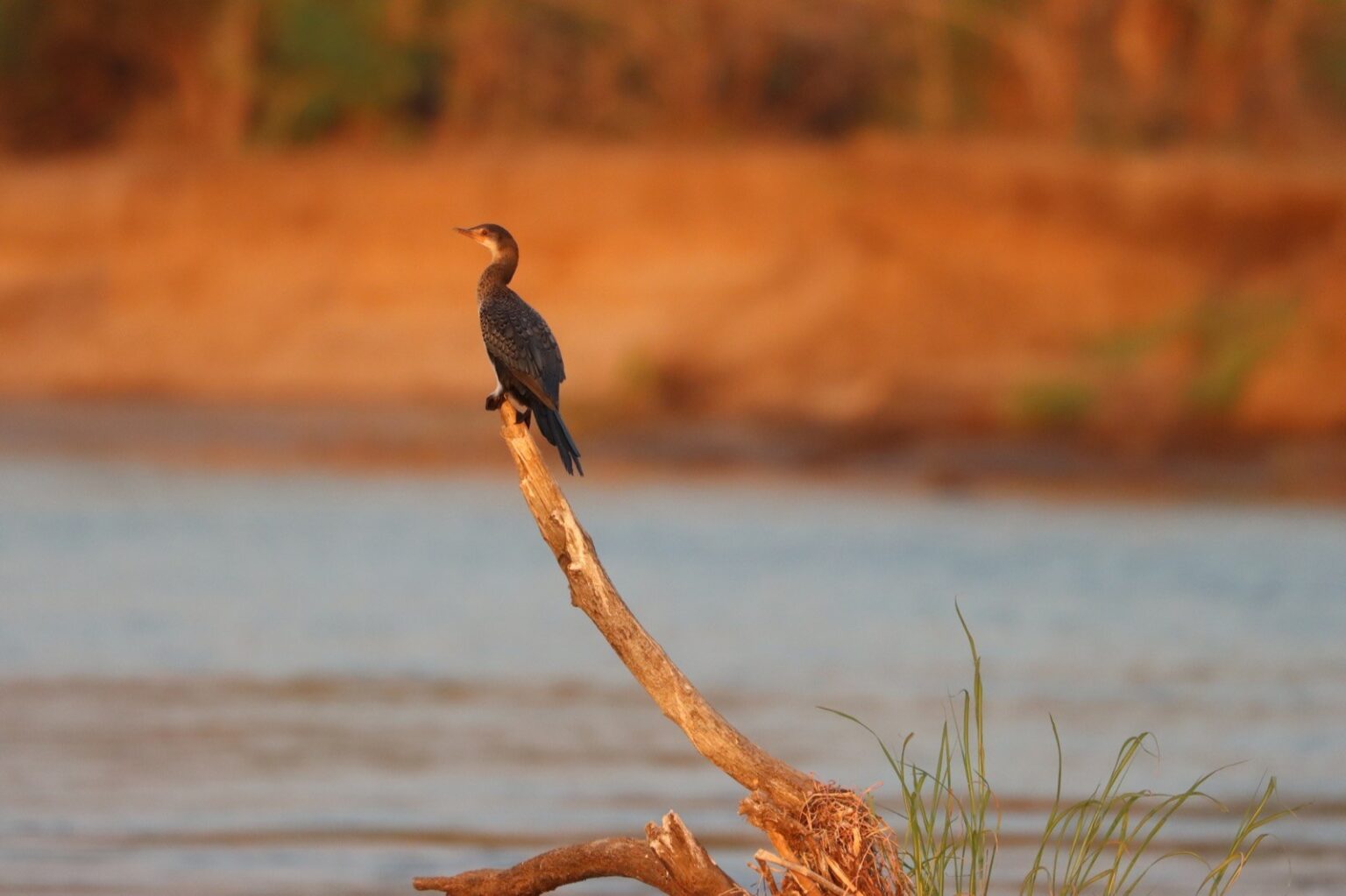 bird-life