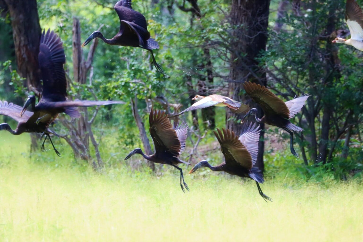 birds-in-flight