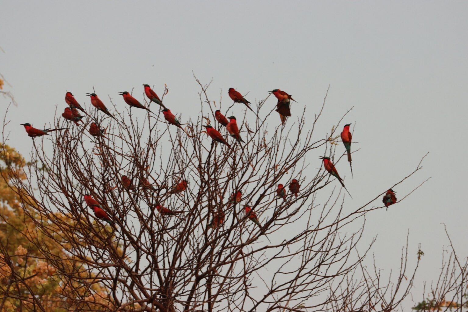 carmine-bee-eater