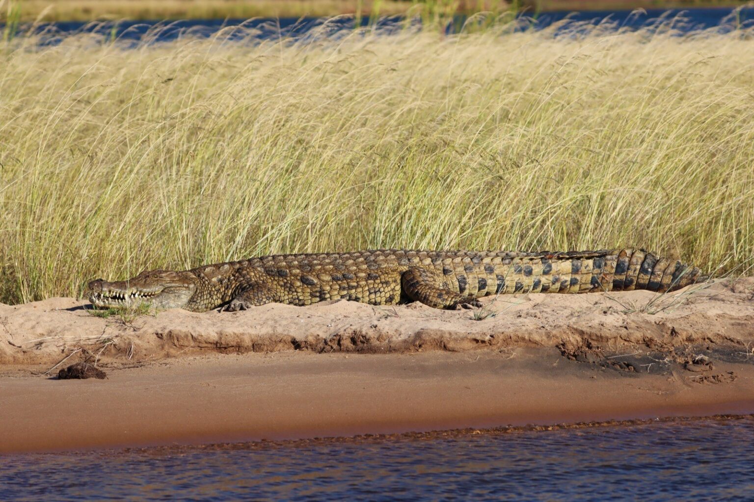 croco