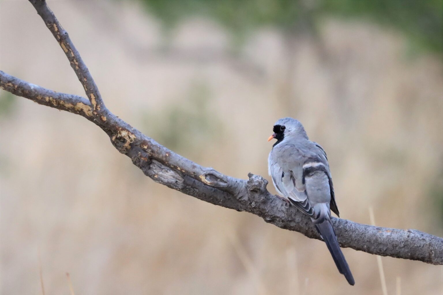 dove