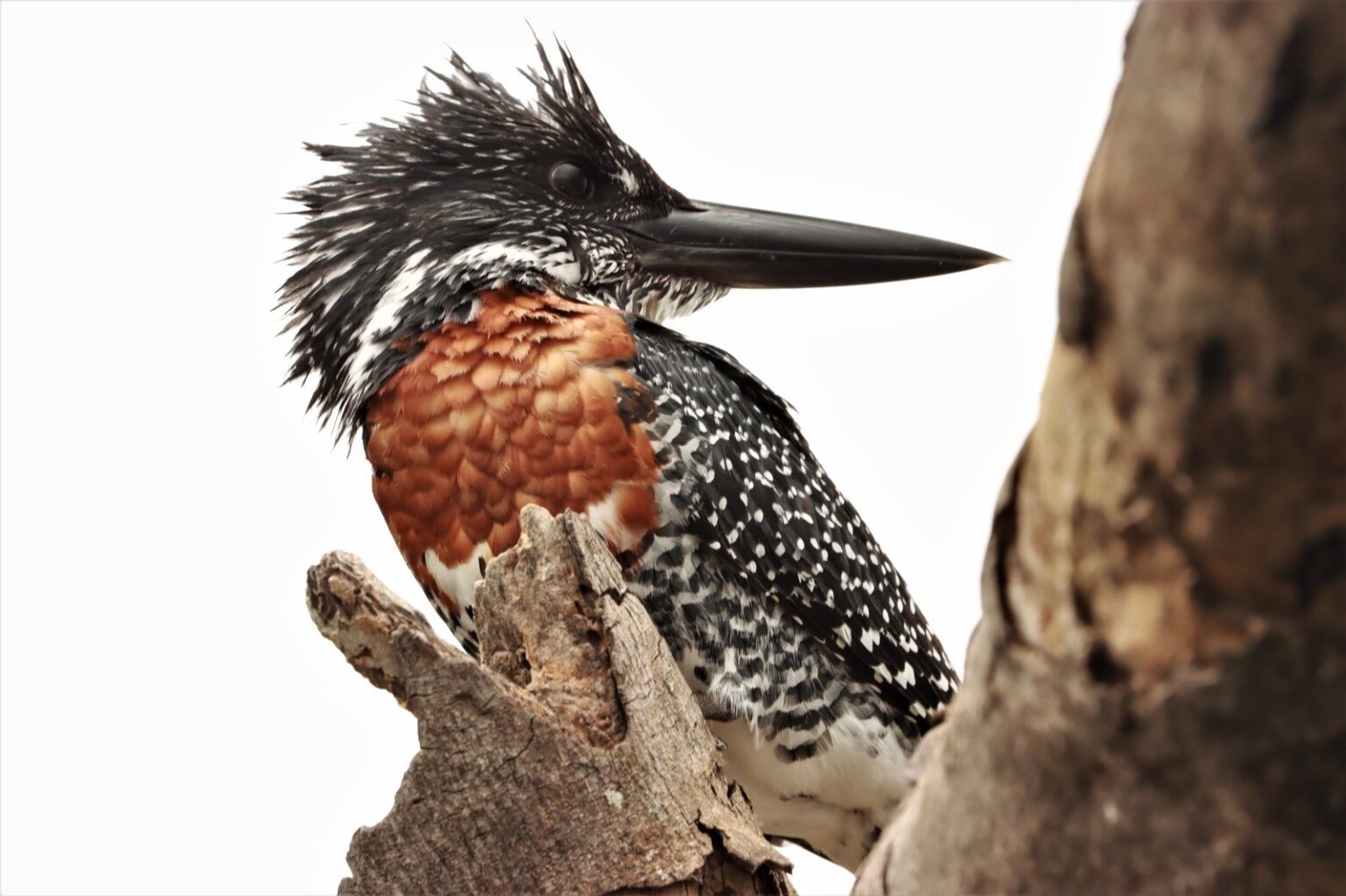 giant-kingfisher