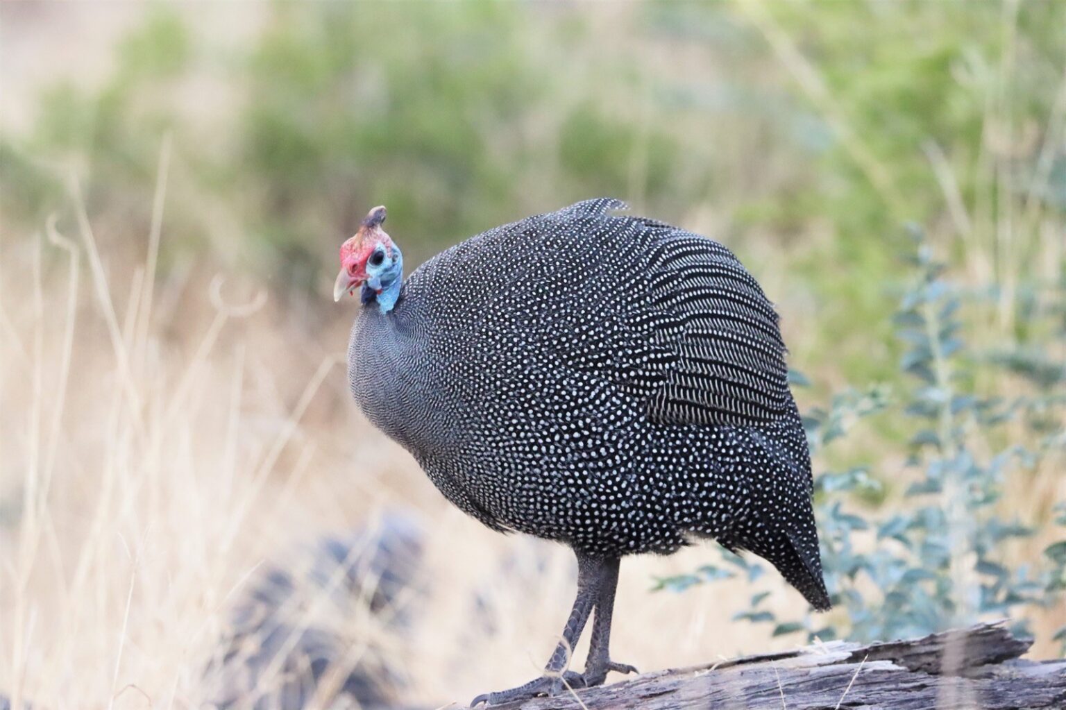 guineafowl