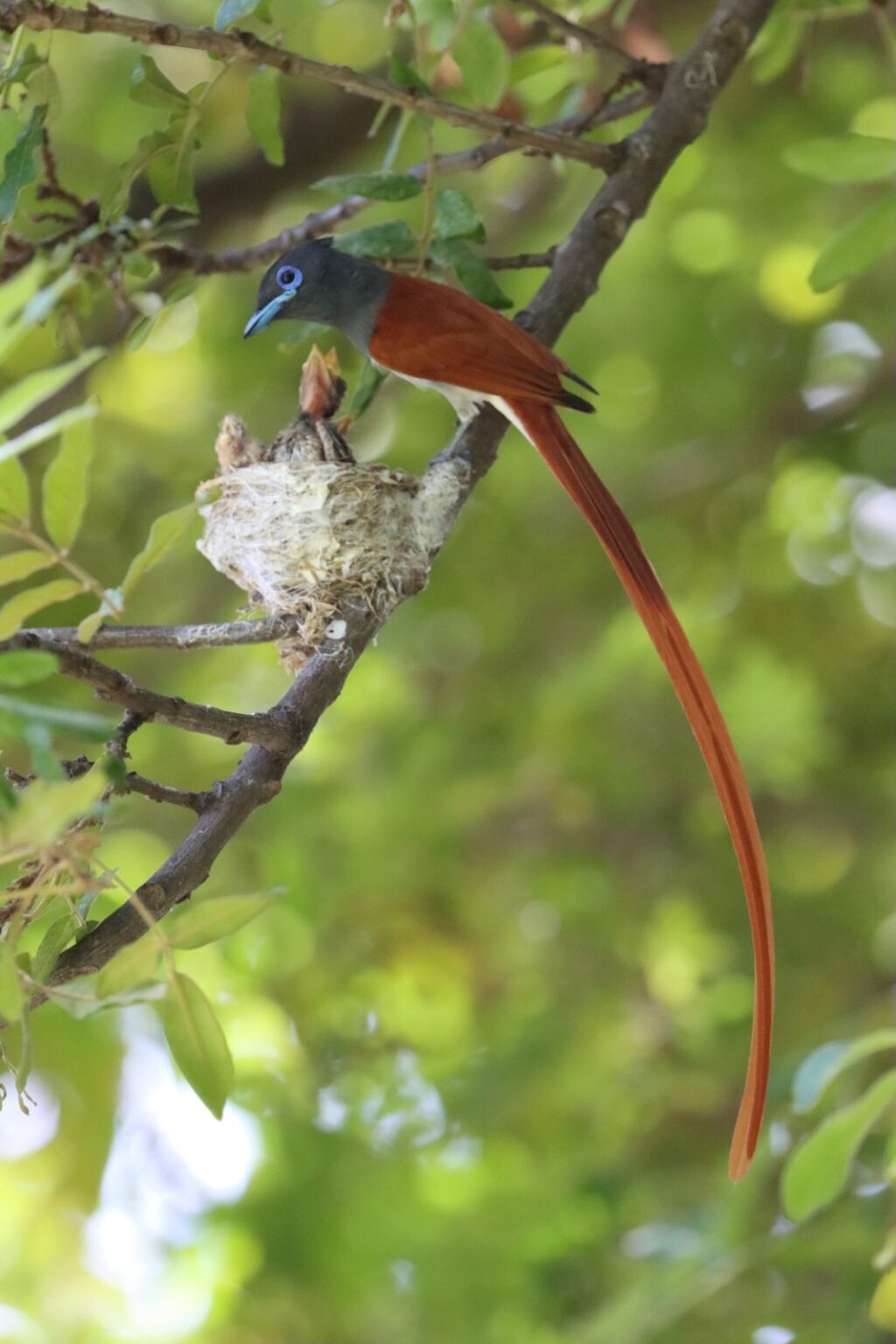 paradise-flycatcher