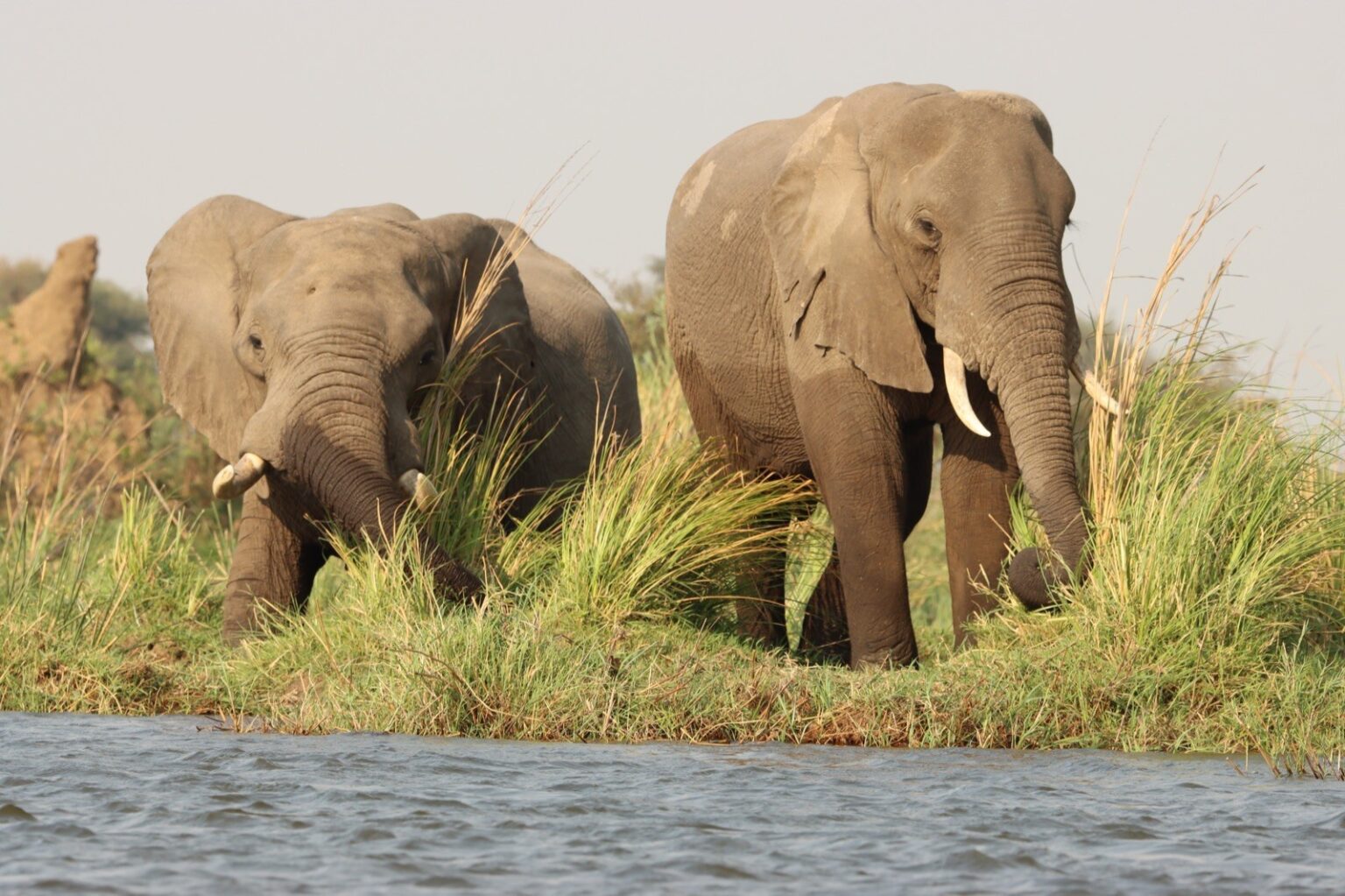 riverscapes-elephant-